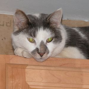 Meet your Posher, Renée